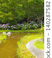 Purple hydrangeas are beautifully reflected on the surface of the pond in a garden lush with new greenery. 140287582