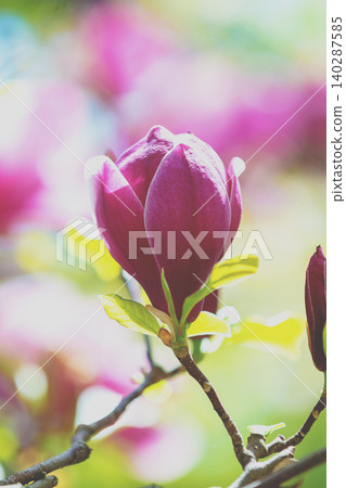 Blossoming magnolia flowers. Springtime. Vintage natural flowers background Blossoming magnolia flowers. Springtime. Vintage natural flowers background 140287585