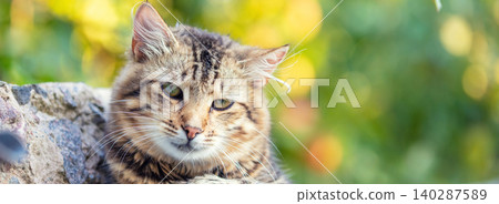 Portrait of the cute cat sitting outdoors in a summer garden against a green natural background Portrait of the cute cat sitting outdoors in a summer garden against a green natural background 140287589