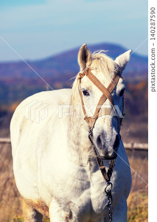 White horse on the meadow at sunset White horse on the meadow at sunset 140287590