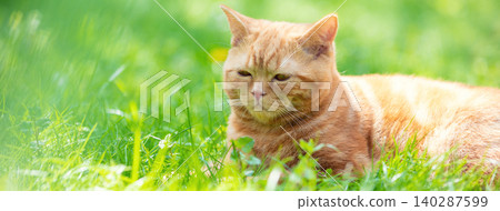 Funny red kitten sits on a green lawn on a summer sunny day Funny red kitten sits on a green lawn on a summer sunny day 140287599