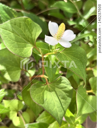 White Houttuynia cordata flowers - macro photography White Houttuynia cordata flowers - macro photography 140287608