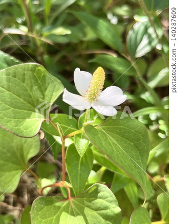 White Houttuynia cordata flowers - macro photography White Houttuynia cordata flowers - macro photography 140287609