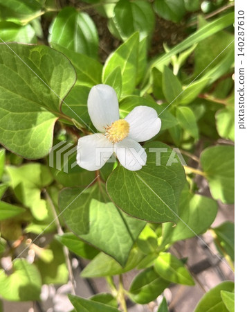 White Houttuynia cordata flowers - macro photography White Houttuynia cordata flowers - macro photography 140287610