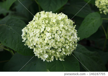 Annabelle American Hydrangea Annabelle American Hydrangea 140287705