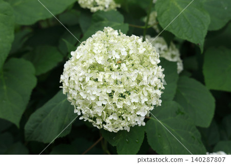 Annabelle American Hydrangea 140287807