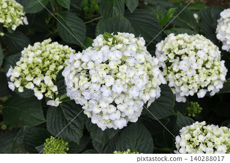 Hydrangea in full bloom Hydrangea in full bloom 140288017