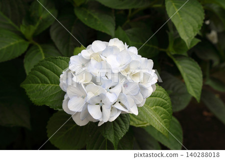 Hydrangea in full bloom Hydrangea in full bloom 140288018