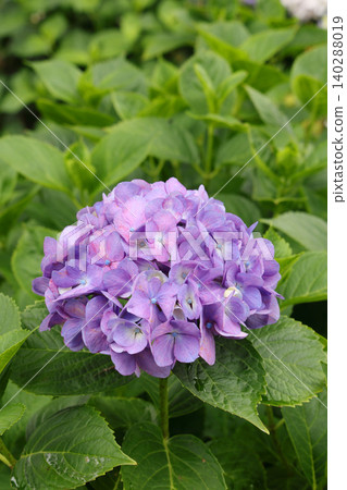 Hydrangea in full bloom Hydrangea in full bloom 140288019