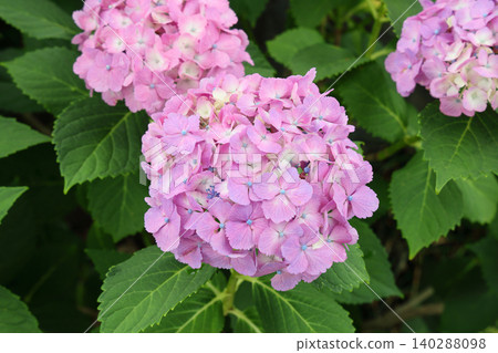 Hydrangea in full bloom Hydrangea in full bloom 140288098