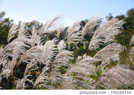 A cluster of reeds around Ryukandai, Mutsu City, Aomori Prefecture A cluster of reeds around Ryukandai, Mutsu City, Aomori Prefecture 140288339