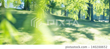 森林中的蔥鬱綠意-生態影像(猿飛高原) 森林中的蔥鬱綠意-生態影像(猿飛高原) 140288652