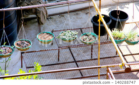 Hanging Succulent and Cactus Plants in Balcony Garden Hanging Succulent and Cactus Plants in Balcony Garden 140288747