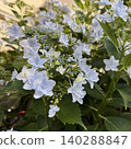 White Hakuji Hydrangea White Hakuji Hydrangea 140288847