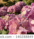 Bright purple hydrangea Bright purple hydrangea 140288849