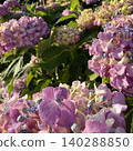 Colorful hydrangea Colorful hydrangea 140288850