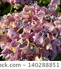 Hydrangea wet in the rain Hydrangea wet in the rain 140288851