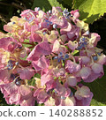 Hydrangea wet in the rain Hydrangea wet in the rain 140288852