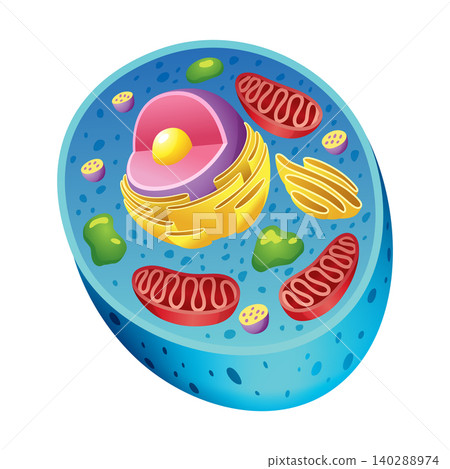 Animal cell anatomy infographics with detailed educative diagram and labelled elements realistic vector illustration Animal cell anatomy infographics with detailed educative diagram and labelled elements realistic vector illustration 140288974