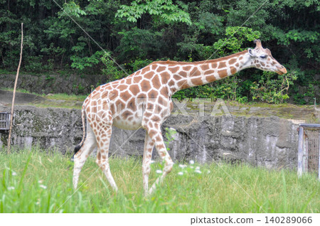 A full-body photograph of a giraffe walking leisurely. A full-body photograph of a giraffe walking leisurely. 140289066
