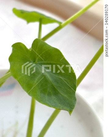Taro root mini leaves Taro root mini leaves 140289170