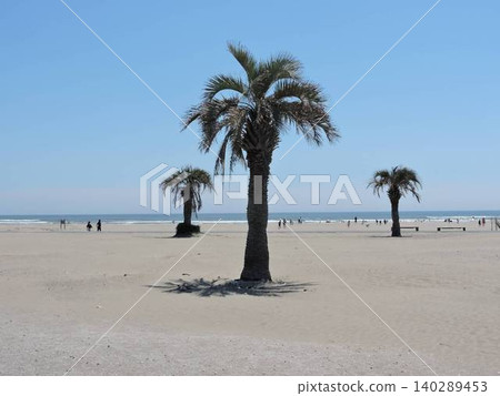 Palm trees growing along the coast 140289453
