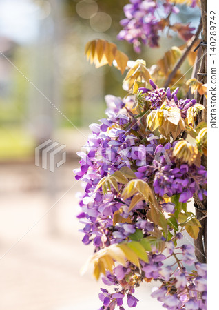 Purple wisteria flowers blooming in sunlight against blue sky background Purple wisteria flowers blooming in sunlight against blue sky background 140289742