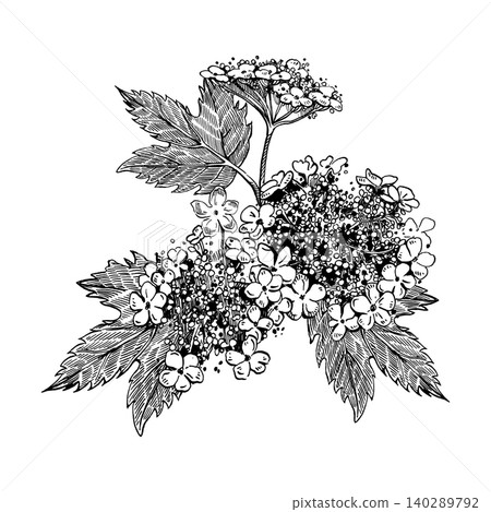 Hand drawn ink illustration of viburnum plant. Detailed sketch of leaves and guelder rose flowers. Botanical vector art for design element or nature themed creative decoration project. Hand drawn ink illustration of viburnum plant. Detailed sketch of leaves and guelder rose flowers. Botanical vector art for design element or nature themed creative decoration project. 140289792