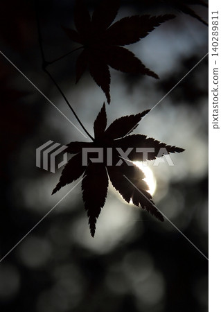 發光在背後照明的秋葉 發光在背後照明的秋葉 140289811