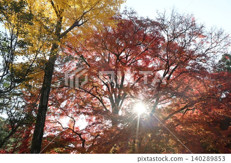 Autumn leaves Autumn leaves 140289853