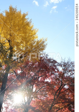 Autumn leaves Autumn leaves 140289854