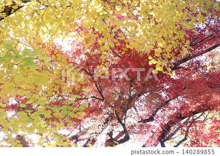 Autumn leaves Autumn leaves 140289855