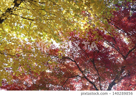Autumn leaves Autumn leaves 140289856