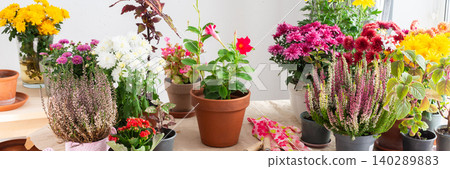 Planting fall flowers like chrysanthemums and heather and other in pots to brighten your balcony or terrace, adding seasonal color and warmth to your home is outdoor space, banner 140289883