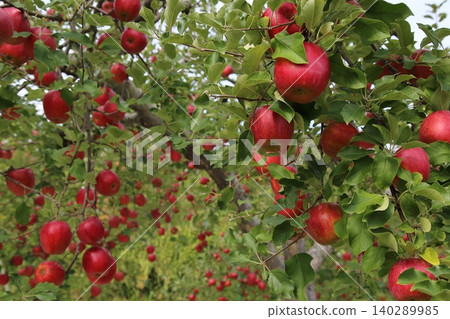 Crimson apple Crimson apple 140289985