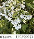White Hakuji Hydrangea White Hakuji Hydrangea 140290053