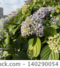 Blue hydrangea Blue hydrangea 140290054