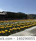 Tulip field Tulip field 140290055