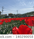 Red tulip Red tulip 140290058