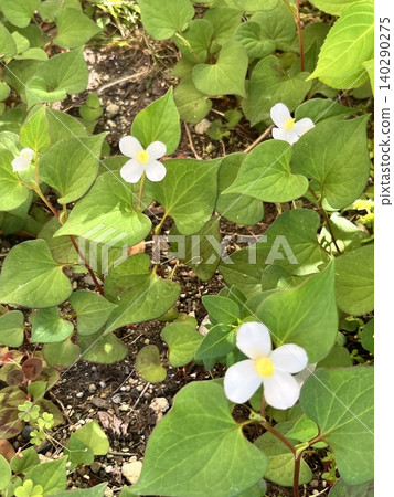 White flowers of wild Houttuynia cordata White flowers of wild Houttuynia cordata 140290275