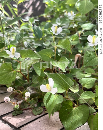 White flowers of wild Houttuynia cordata White flowers of wild Houttuynia cordata 140290281