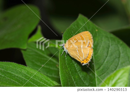 Adult Red-spotted Hairstreak butterfly on a leaf in a forest (Macro photography of insect ecology in a Japanese outdoor field) Adult Red-spotted Hairstreak butterfly on a leaf in a forest (Macro photography of insect ecology in a Japanese outdoor field) 140290313
