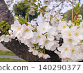 盛開的櫻花 140290377