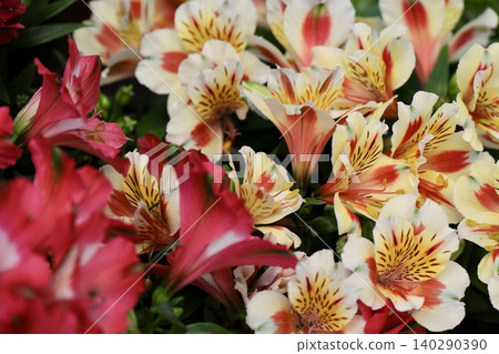 橙紅色的六出花 橙紅色的六出花 140290390