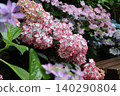 Hydrangeas with red edges 140290804