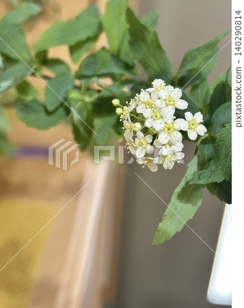 繡線菊（Spiraea thunbergii）的小白花 140290814