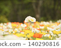 White poppies bloom as if dancing among spring flowers. 140290816