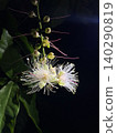 White Barringtonia racemosa from Amami Oshima 140290819