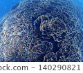The Ryukyu chrysanthemum coral stretches across the sea north of Ishigaki Island. 140290821