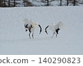 Two red-crowned cranes dancing 140290823
